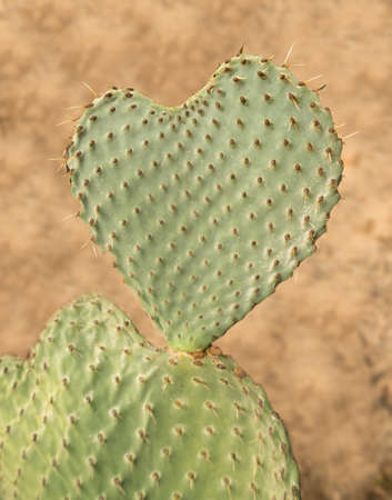 Valentine image of heart shaped prickly pear cactus in desert illustrating loveの写真素材
