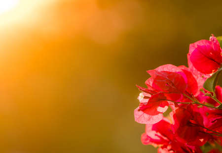 Red flowers and petals of bougainvillea bush backlit against the bright orange light of the setting sunの写真素材
