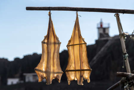 Cod Fish or Cat Fish drying on boat at Camara de Lobos on island of Madieraの写真素材
