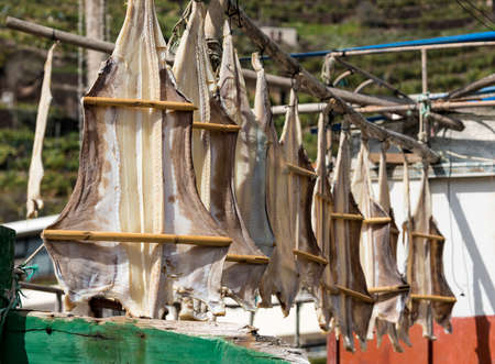 Cod Fish or Cat Fish drying on boat at Camara de Lobos on island of Madieraの写真素材