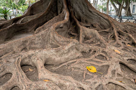 Moreton Bay Fig tree roots in Plaza de Mina in city of Cadiz in Southern Spainの写真素材