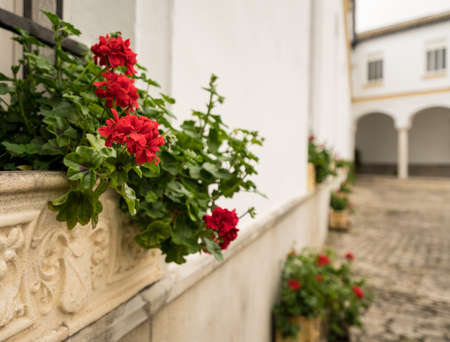 Red flowers or geraniums in stone window box or flowerpot in front of old courtyardの写真素材