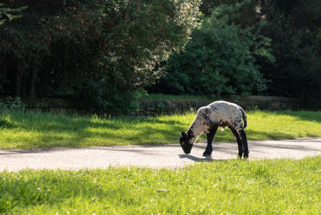 Small newly born lamb standing and sniffing curiously on path while backlit by the sunの写真素材
