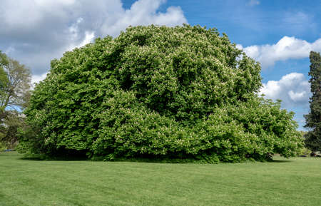 Very large horse chestnut or conker tree in flower in spring in a gardenの写真素材