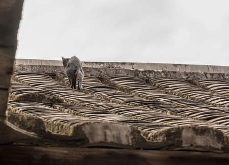 Cat pooping on tiled roof of Tulou at Unesco heritage site near Xiamen