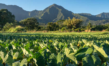 Close up on Taro plans in Hanalei valley with Na Pali mountains behind in Kauaiの写真素材