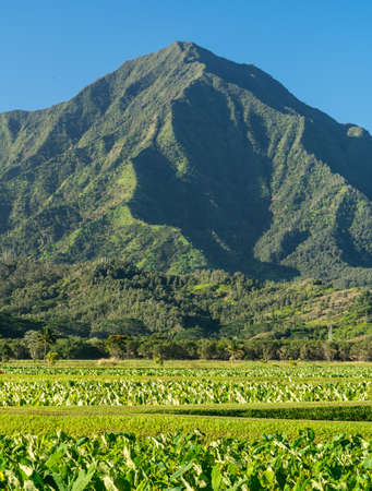 Close up on Taro plans in Hanalei valley with Na Pali mountains behind in Kauaiの写真素材