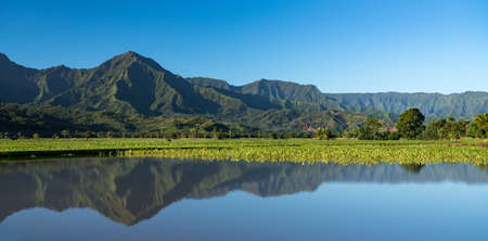 Close up on Taro plans in Hanalei valley with Na Pali mountains behind in Kauaiの写真素材