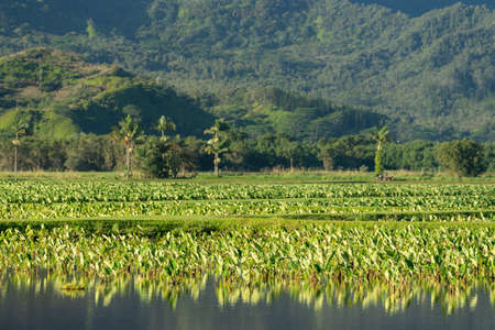 Close up on Taro plans in Hanalei valley with Na Pali mountains behind in Kauaiの写真素材