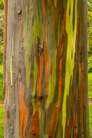 Close up of the colorful bark and tree trunk of the Rainbow Eucalyptus tree at Keahua Arboretum in Kauai, Hawaii, USAの写真素材