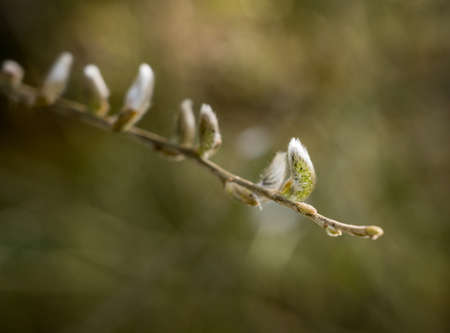Concept showing the blossoming of new life as Catkin grows on the end of branch in spring