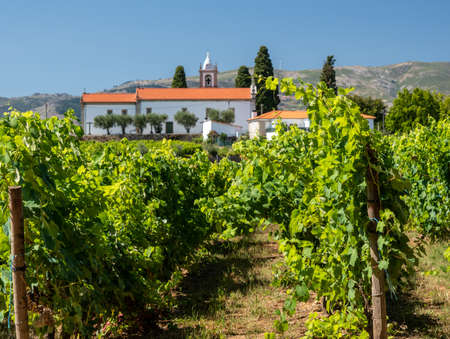 Mateus church tower hidden behind vines in vineyard in Vila Real Portugalの写真素材