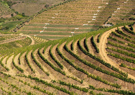 Terraces of grape vines for port wine production line the hillsides of the Douro valley near Pinhao in Portugalの写真素材