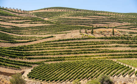 Vineyards line the hillsides of the river Douro in Portugal in the major port wine district of Barca d Alvaの写真素材