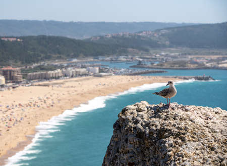 Single seagull on rocky ledge above the crowded beach of Nazare with tourists relaxing on the sandの写真素材