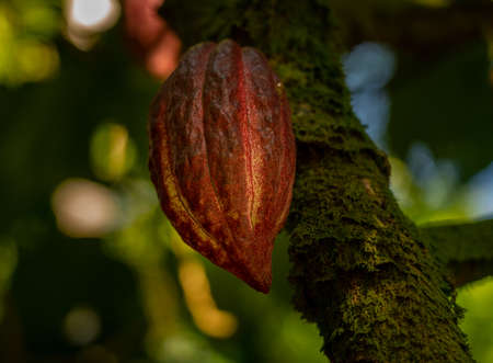 Close up of a cacao or chocolate bean pod growing on moss covered branch in Hawaiiの写真素材