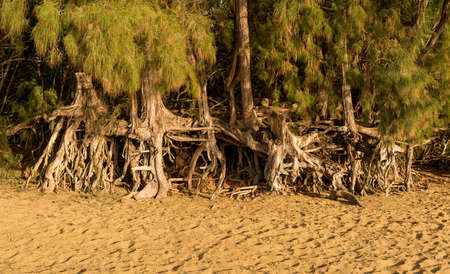 Panoramic view of the erosion to Kee beach caused by sea waves under trees and root structure in the sandの写真素材