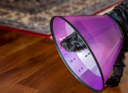 Side view of a black poodle terrier or yorkiepoo in a protective plastic neck recovery cone to stop...