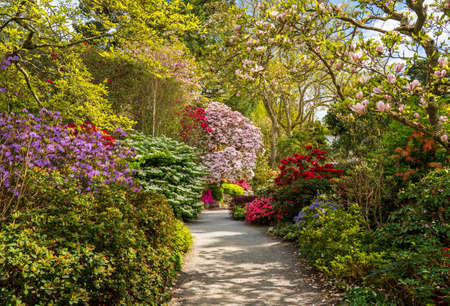 Gorgeous colors of the azeleas and rhododendron flowers and bushes along pathway in delightful garden in the springの写真素材
