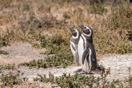 Two magellanic penguins standing in the sun in Punta Tombo penguin sanctuary in Chubut provinceの写真素材