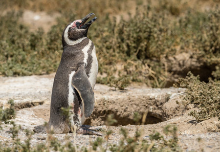 Magellanic penguin standing and making calling sound in Punta Tombo penguin sanctuary in Chubut provinceの写真素材