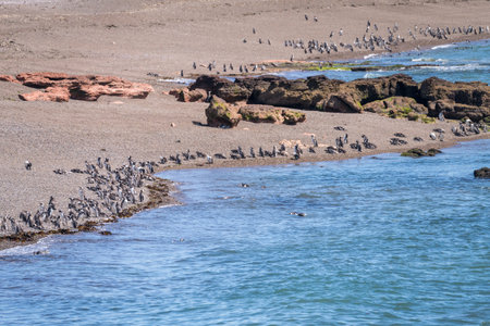 Hundreds of magellanic penguins standing on the beach in Punta Tombo penguin sanctuary in Chubut provinceの写真素材