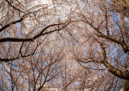 View into the sky above walking and cycling trail in Morgantown West Virginia with cherry blossomsの写真素材