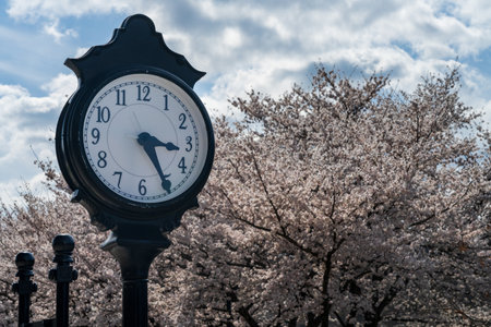 Old fashioned clock by the walking and cycling trail in Morgantown WV with cherry blossoms blooming in the springの写真素材
