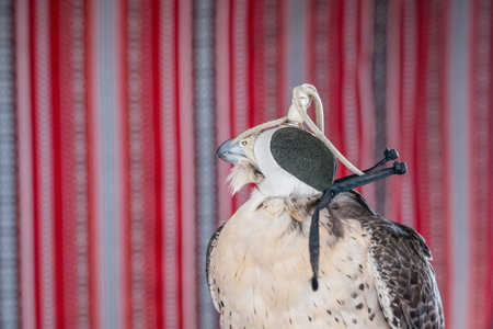 Detail portrait of falcon or hawk wearing a traditional leather cap or hat with wall hanging behindの写真素材
