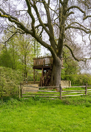 Platform of a wooden treehouse in the branches of an old tree in springtimeの写真素材