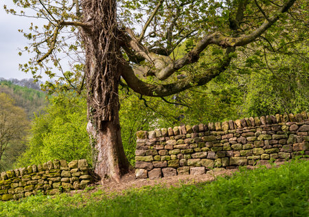 Dry stone wall in England with an old oak tree in a gap in the walling to allow it to growの写真素材