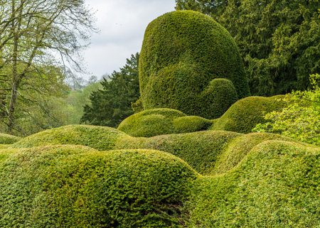 Yew trees trimmed in very curvy sensuous shapes in garden in Yorkshire, Englandの写真素材