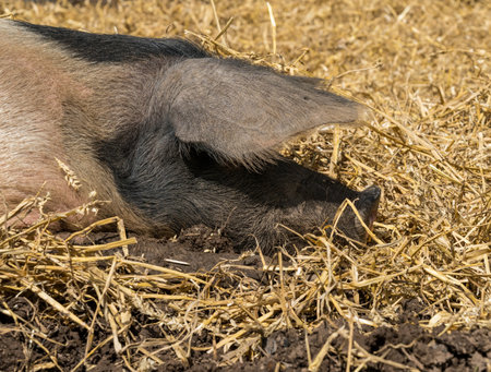 Saddleback pig lying on straw in its field on an English farmの写真素材