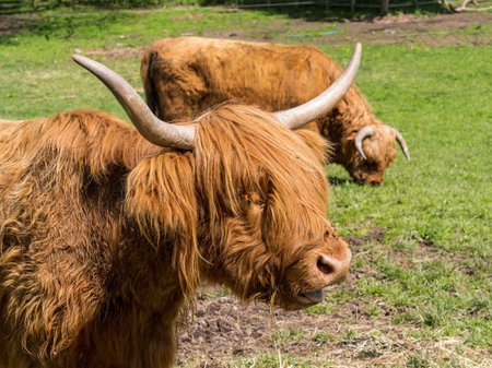 Highland cattle bull chewing grass in field in Englandの写真素材