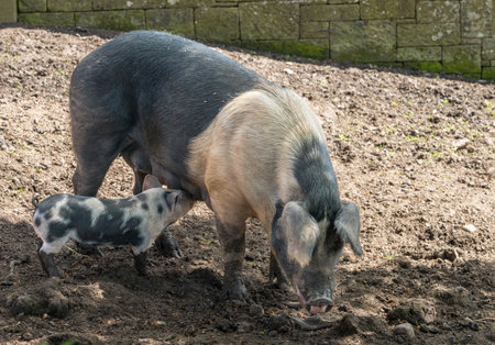 Saddleback sow suckling its young piglet in sty on English farmの写真素材