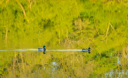 Pair of ducks floating across a reflection of trees in the calm water of lakeの写真素材