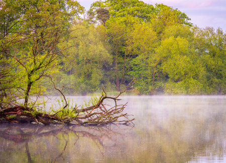Fallen tree in Ellesmere Mere at dusk as mist develops on the lakeの写真素材