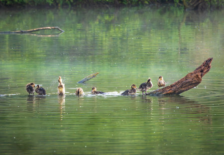 Group of young ducklings on log in lake getting ready for the night and washingの写真素材
