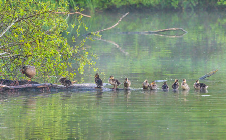 Group of young ducklings on log in lake getting ready for the night and washing feathersの写真素材