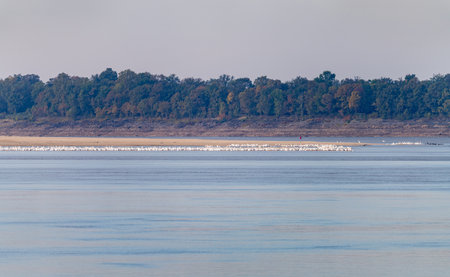 Large group of American white pelicans on edge of sandbank due to low water levels on Mississippi river in 2023 near Greenville, MSの写真素材