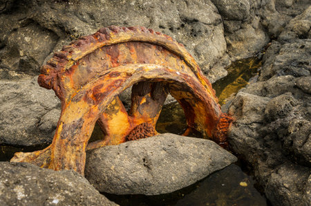 Rusting cog wheel from old sugar industry equipment dumped on coastline on Mokolea Point on north coast of Kauaiの写真素材