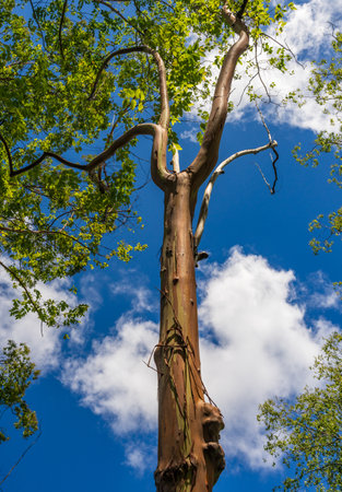 Patterns of tree trunks and branches with the colorful bark of rainbow eucalytpus trees in Keahua Arboretum on Kauaiの写真素材