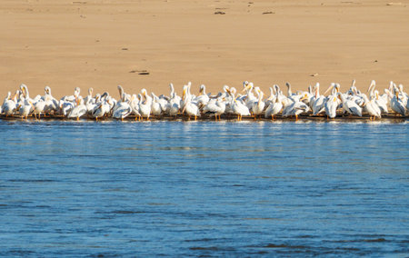 Large squadron of American white pelicans on edge of sandbank due to low water levels on Mississippi river in 2023の写真素材