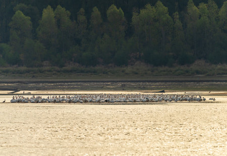 Large group of American white pelicans on edge of sandbank due to low water levels on Mississippi river in 2023 near Greenville, MSの写真素材