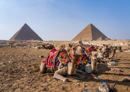 Camels resting in front of the pyramids of Giza, decorated with colorful traditional ornamentsの写真素材