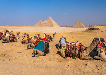 Camels resting in the desert with traditional decorative saddles, with the pyramids of Giza in the backgroundの写真素材