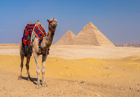 A decorated camel standing in the desert landscape with the pyramids of Giza in the backgroundの写真素材