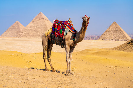 A camel with decorative saddle standing in the desert landscape with the pyramids of Giza in the backgroundの写真素材