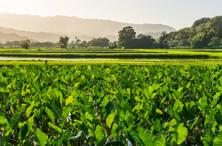 Lush taro fields bask in the sun near Hanalei on Kauais north shore, framed by verdant mountains and clear skies. Tranquil agricultural sceneの写真素材