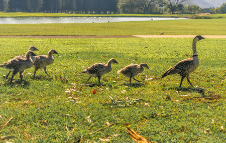 A family of endangered nene geese with their goslings waddle across a bright green meadow in Kauai, Hawaii, near a lake.の写真素材